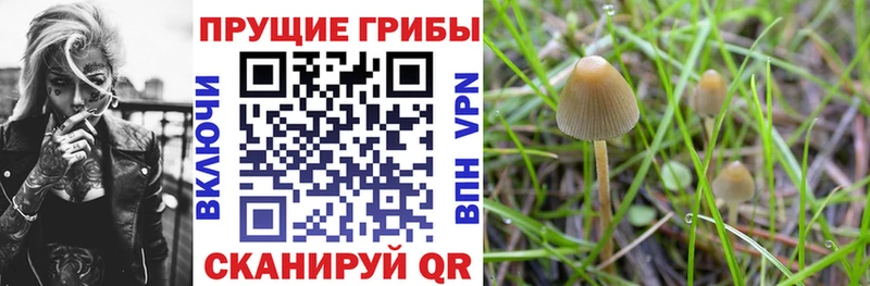 omg сайт Медынь Псилоцибиновые грибы Cubensis что такое наркотик